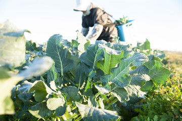 ブロッコリーを収穫する