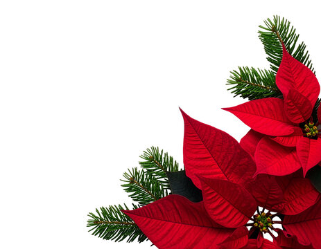 red poinsettia christmas isolate background png