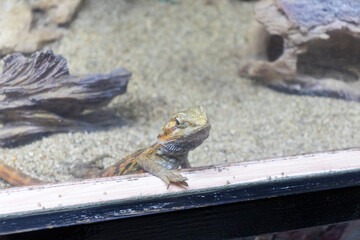 The photograph shows a bearded dragon. Animals