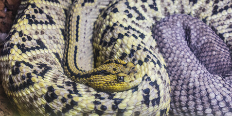 The photograph of a Black-tailed Rattlesnake. Reptile