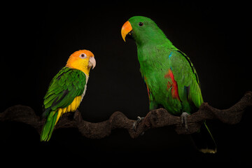 Male green eclectus parrot bird  and a caique bird on a black background