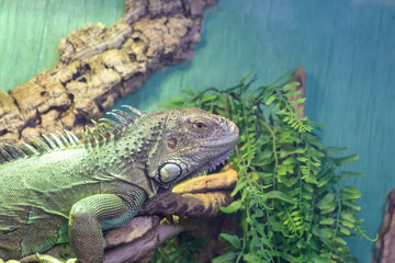 The photograph shows a green iguana. Reptiles