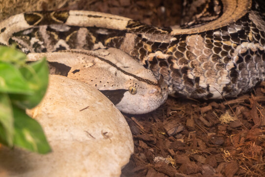 The photograph shows a gaboon viper. Reptiles