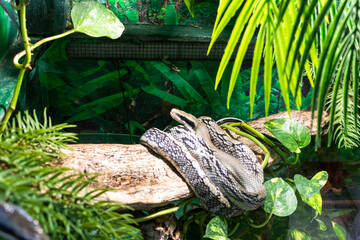 The photograph shows a beauty rat snake. Reptile