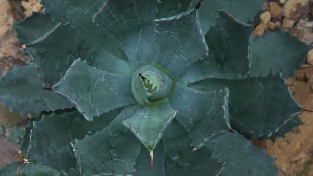 Close up view of a cavtus on a sunny day in spring turning around like an inception mode