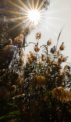 Peaceful Nature Background: Sun Rays and Dry Grass Against Sky