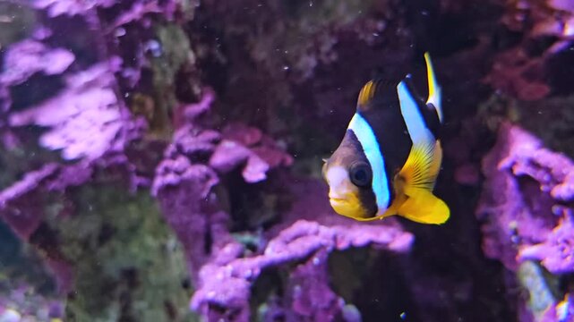 Close up of a clown fish swimming around a coral reef underwater.