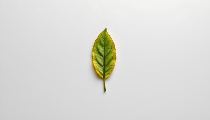 A single leaf resting against a plain white background. The leaf is in profile view and appears to be a maple, indicated by its distinct lobed shape with five prominent points