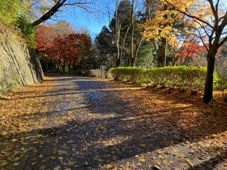 秋の紅葉と日の光が美しい箱根の道