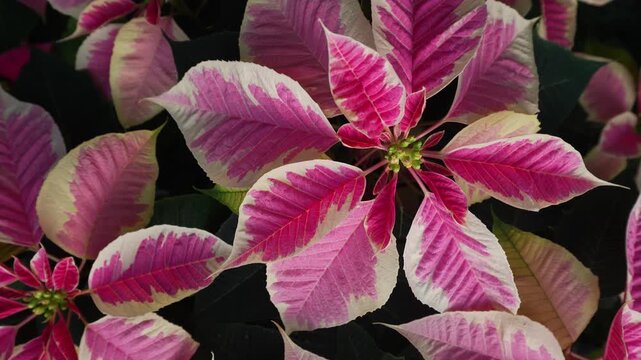 Close up view of a Poinsettia christmas flower blooming on a sunny day in spring turning around like an inception mode