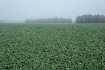 morning mist in a field