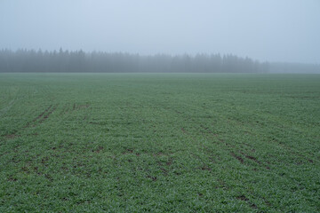 morning mist in the field