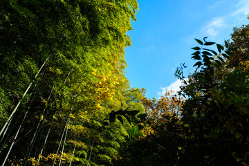 散歩の途中で見つけた深まる秋の風景