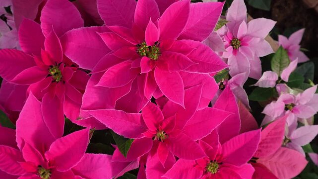 Close up view of a Poinsettia christmas flower blooming on a sunny day in spring turning around like an inception mode