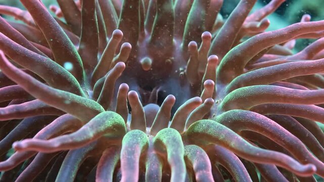 Close up view of underwater coral polyp tentacles swaying gently