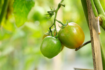 A close-up view of a group of unripe tomatoes hanging on the vine, heavily covered in sparkling morning dew droplets.