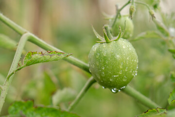 A single, perfect unripe green tomato on the vine, highly detailed and glistening with fresh water drops.
