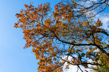散歩の途中で見つけた深まる秋の風景