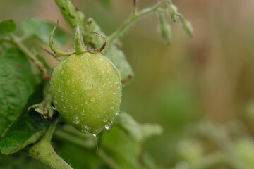 A wet pair of green tomatoes hanging on a stem, captured in the soft, diffused light of the early morning.