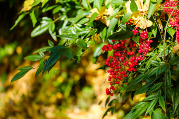 散歩の途中で見つけた深まる秋の風景