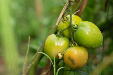 A cluster of small unripe green tomatoes hanging on the vine, captured with a bright sun flare effect and blurred background.