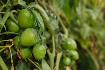 A pair of green tomatoes on the vine, softly illuminated by the golden light of the early morning sun.