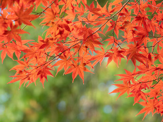 秋の京都のモミジ