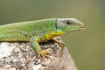 Portrait of a balkan green lizard from greece, sticking its tongue out