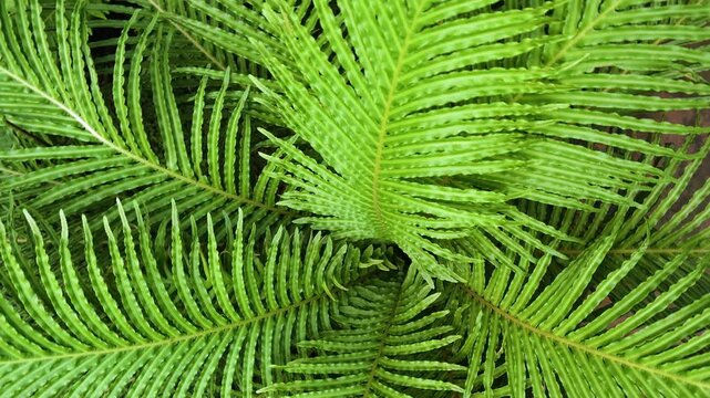 Close up view of a fern on a sunny day in spring turning around like an inception mode