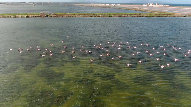Flamingi w locie Salina Paceco Trapani Sycylia solanka