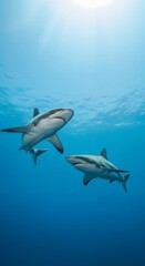 Fototapeta premium Two sharks swimming together in clear blue ocean water