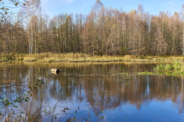 Obraz premium Tranquil view of the river bank in autumn