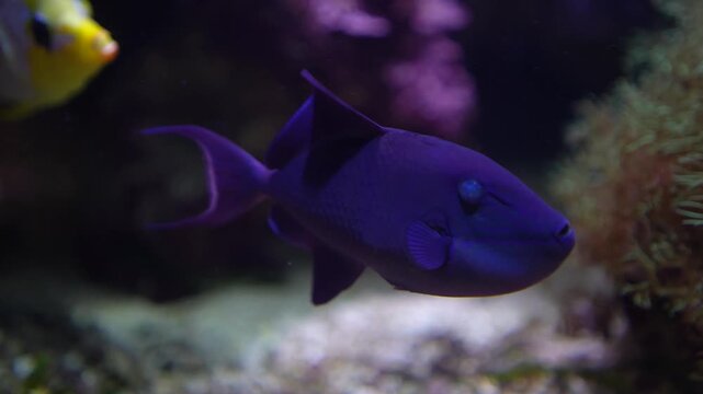Close up of a blue trigger fish with large fins swimming around a coral reef underwater.
