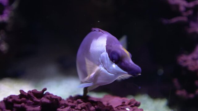 Close up of a fox face rabbit fish swimming around a coral reef underwater.