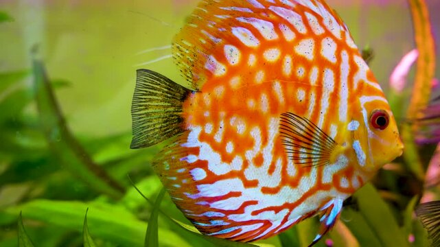 Aquarium with angelfish and discus, Bright fish discus swim in the aquarium