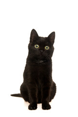 Cute black young cat sitting looking at the camera on a white background