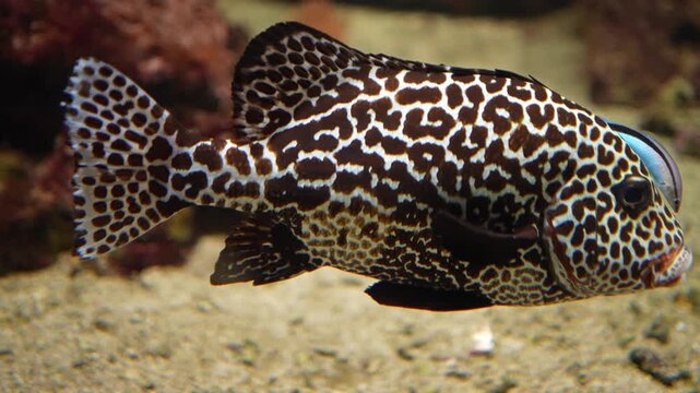 Close up of harlequin sweetlips fish floating underwater lifting up his fins with cleaner fish swimming around