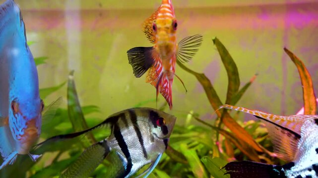 Aquarium with angelfish and discus, Bright fish discus swim in the aquarium