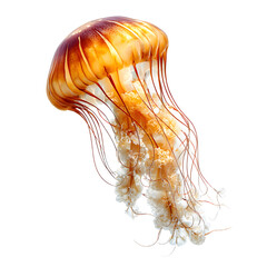 Mesmerizing Underwater Jellyfish Photography with Chrysaora Fusces