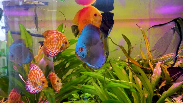 Aquarium with angelfish and discus, Bright fish discus swim in the aquarium