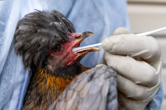 Veterinarian in gloves inserting a swab into a chicken s beak to diagnose avian influenza, poultry health testing and virus control procedure