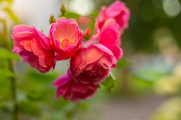 Close-up of vibrant pink garden roses (Rosa spp.) in full bloom with velvety petals and soft bokeh. Warm golden sunlight filters through lush green foliage, creating a dreamy summer floral background