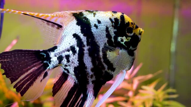 Aquarium with angelfish and discus, Bright fish discus swim in the aquarium