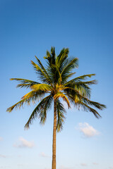 Single coconut palm tree against a clear blue sky