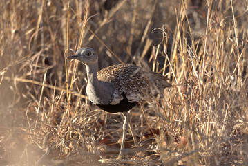 Red-crested Korhaan (Lophotis ruficrista). Taken in Kruger National Park, South Africa.