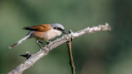 Red-backed Shrike bird perching a branch	