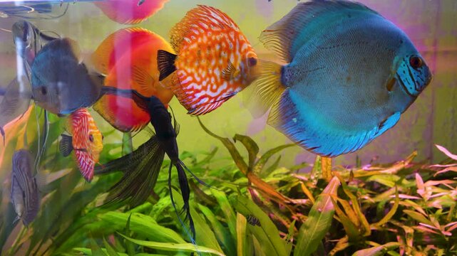 Aquarium with angelfish and discus, Bright fish discus swim in the aquarium