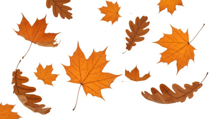 Obraz premium Autumn maple and oak leaves falling, isolated on transparent background, a symbol of fall