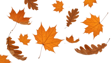 Autumn maple and oak leaves falling, isolated on transparent background, a symbol of fall