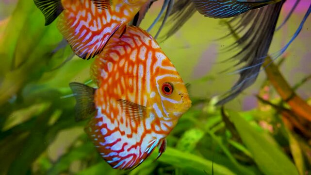 Aquarium with angelfish and discus, Bright fish discus swim in the aquarium